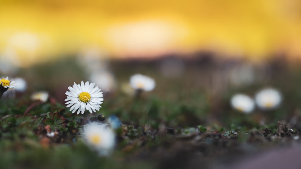 white daisy in bloom during daytime