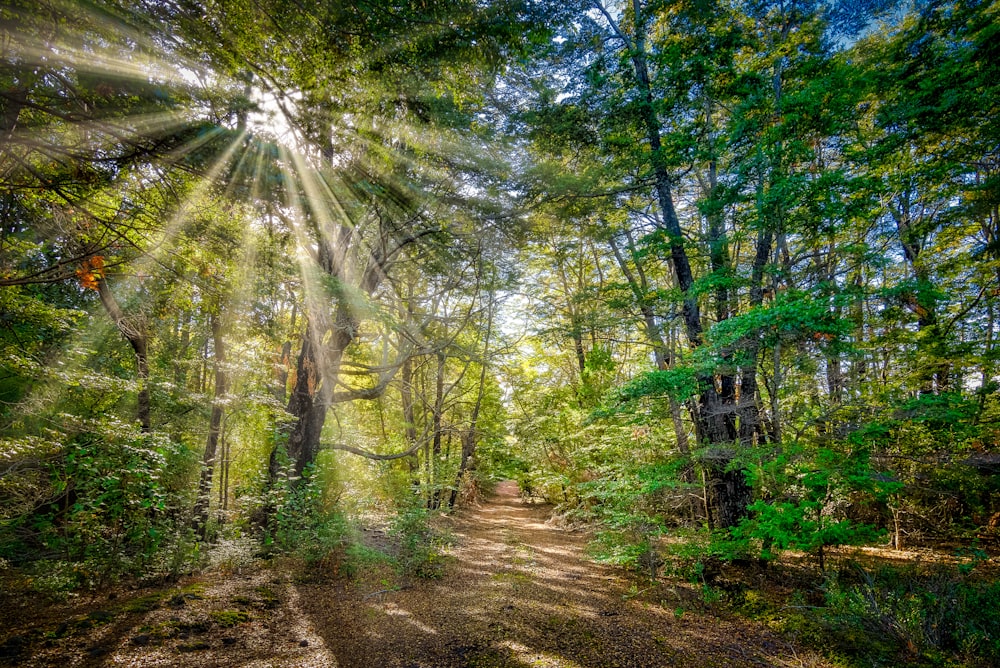 green trees on brown soil