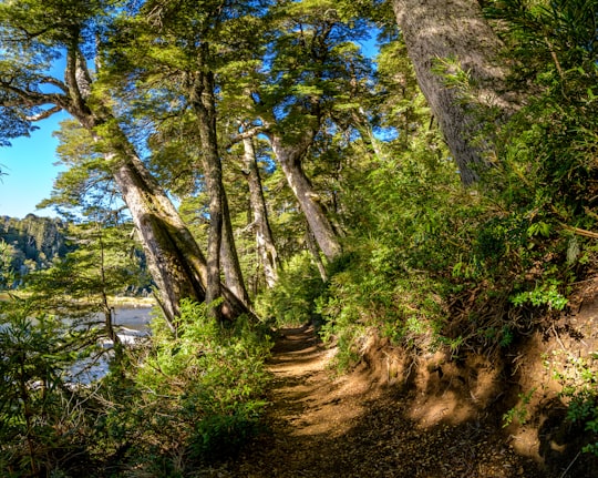 green trees near river during daytime in Laguna Captren Chile