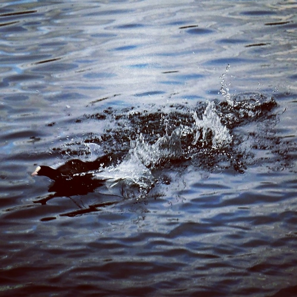 person in water during daytime