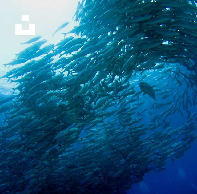 UnsplashのHiroko Yoshiiが撮影した写真