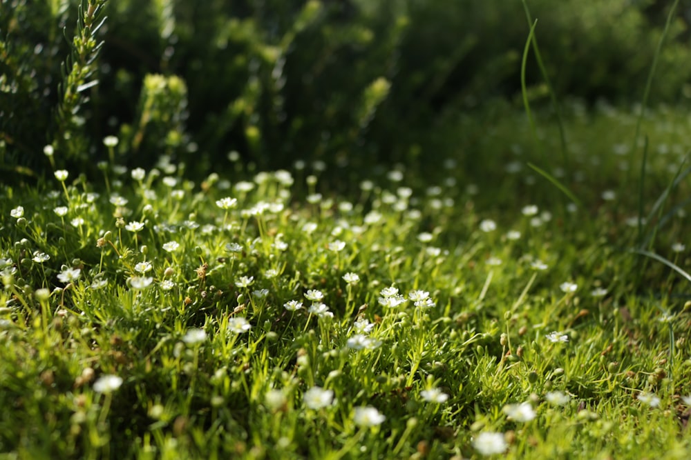 white flower field during daytime