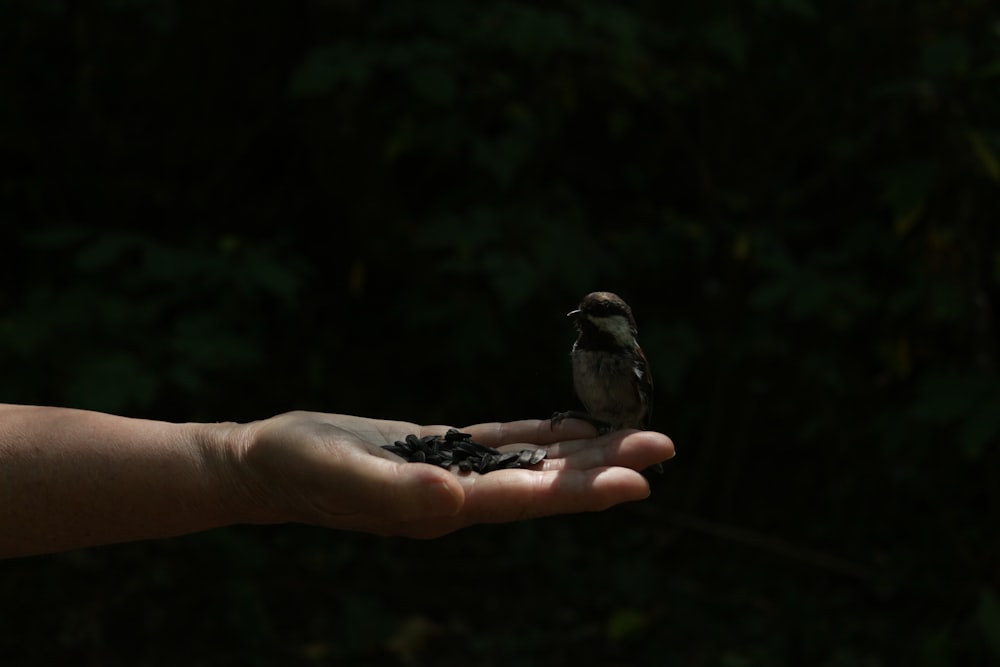 brown bird on persons hand