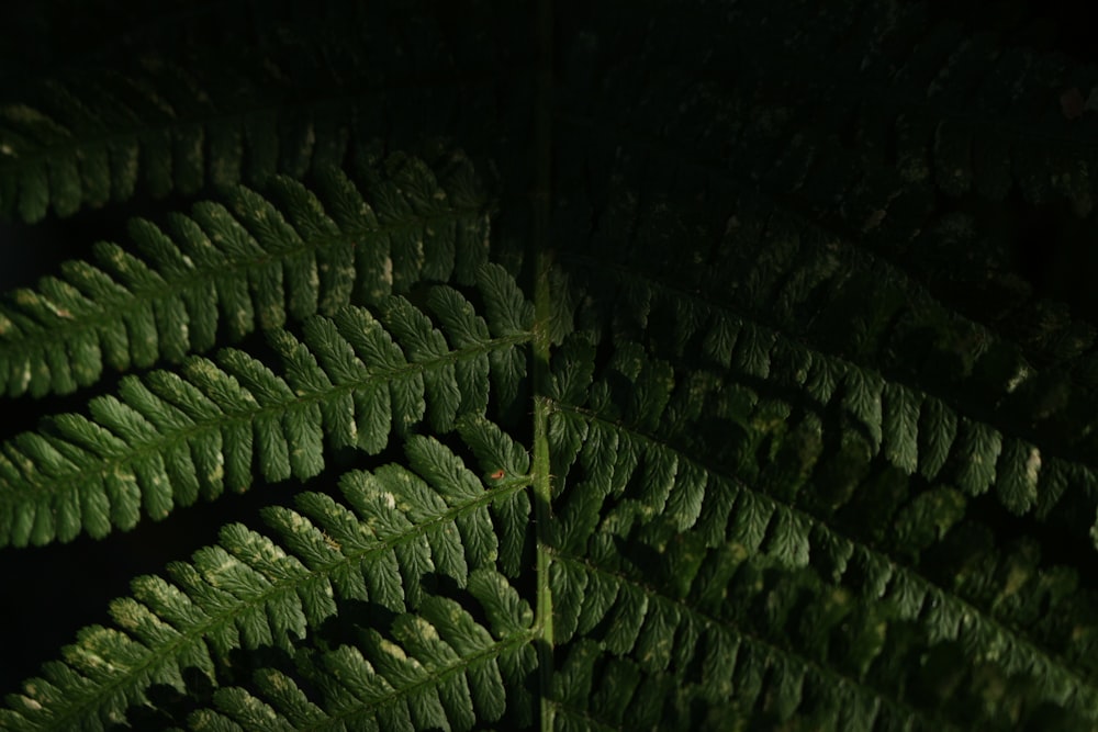 green fern plant in close up photography