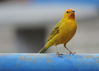 yellow bird on blue round surface