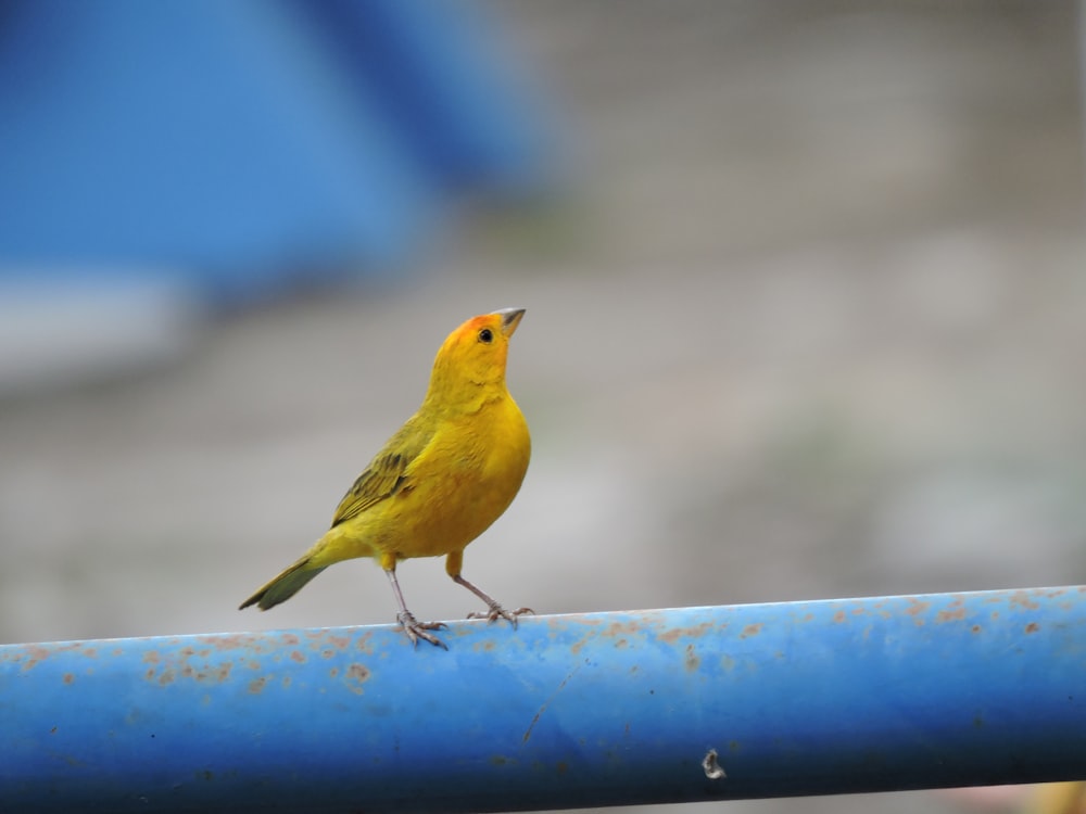 yellow bird on blue metal fence