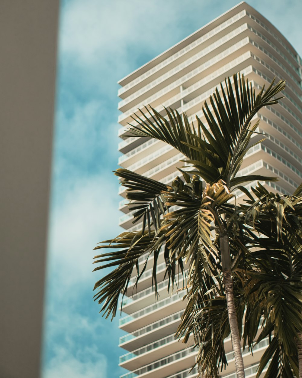 green palm tree near white concrete building