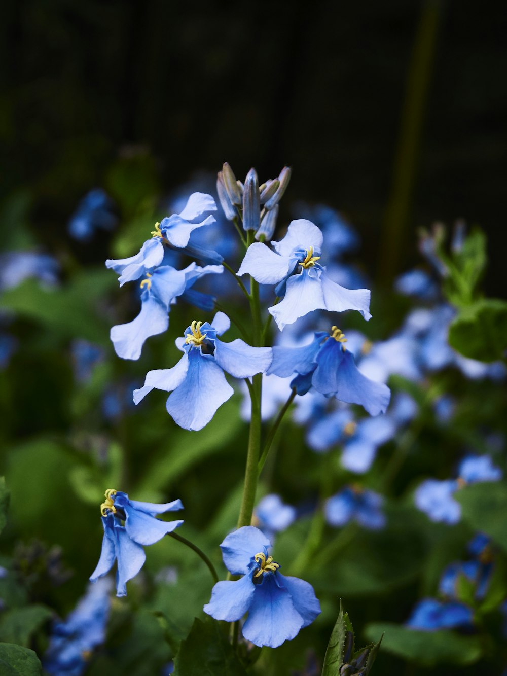 blue and white flowers in tilt shift lens