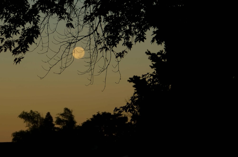 silhouette of trees during night time