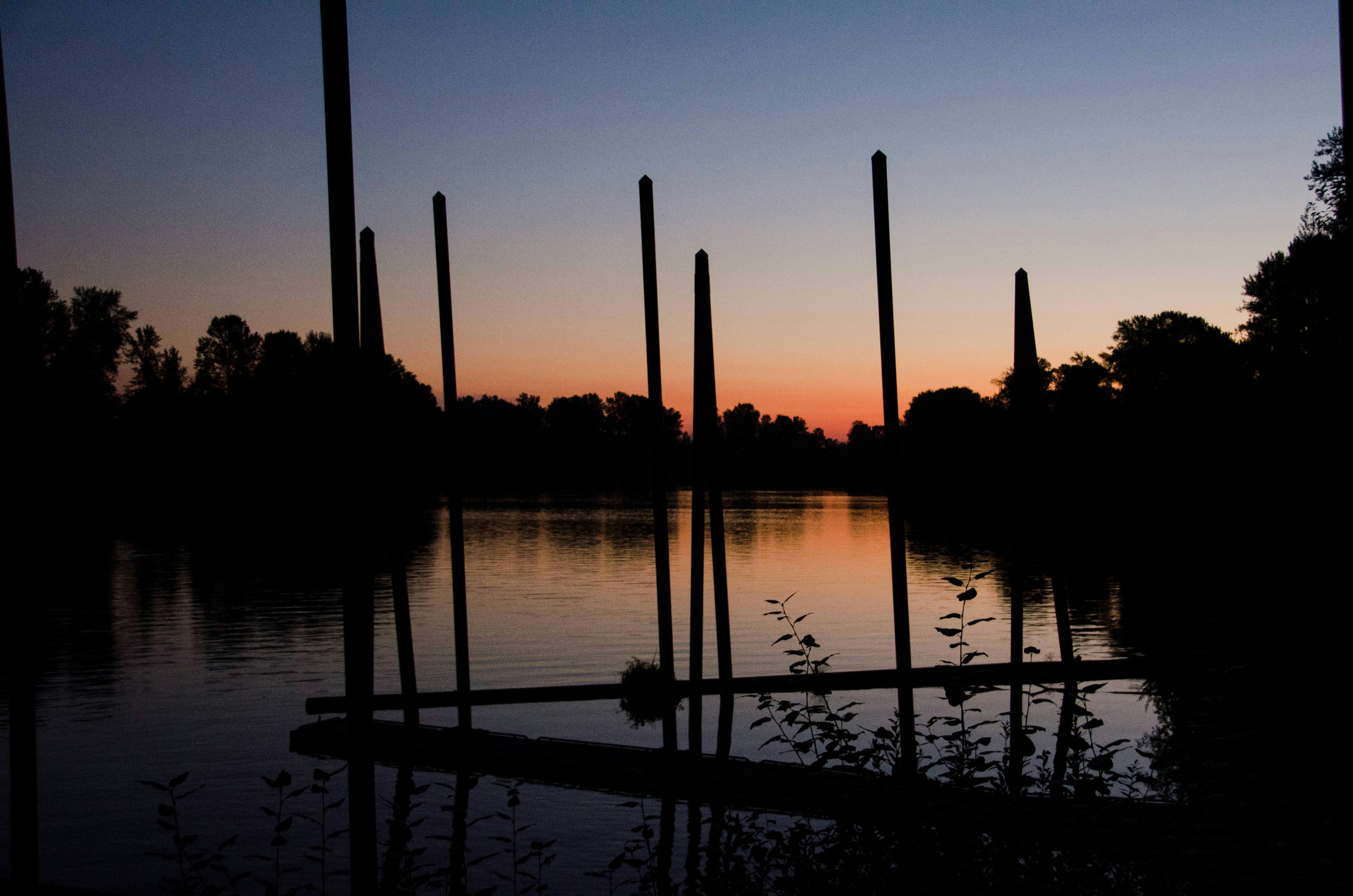 silhouette of trees near body of water during sunset