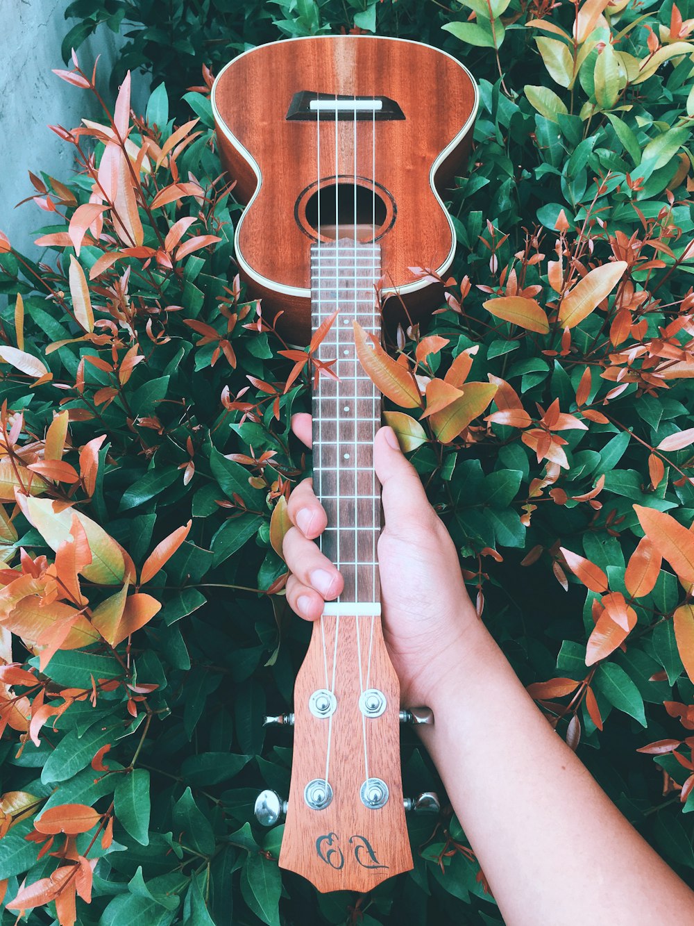 brown acoustic guitar on red and green leaves