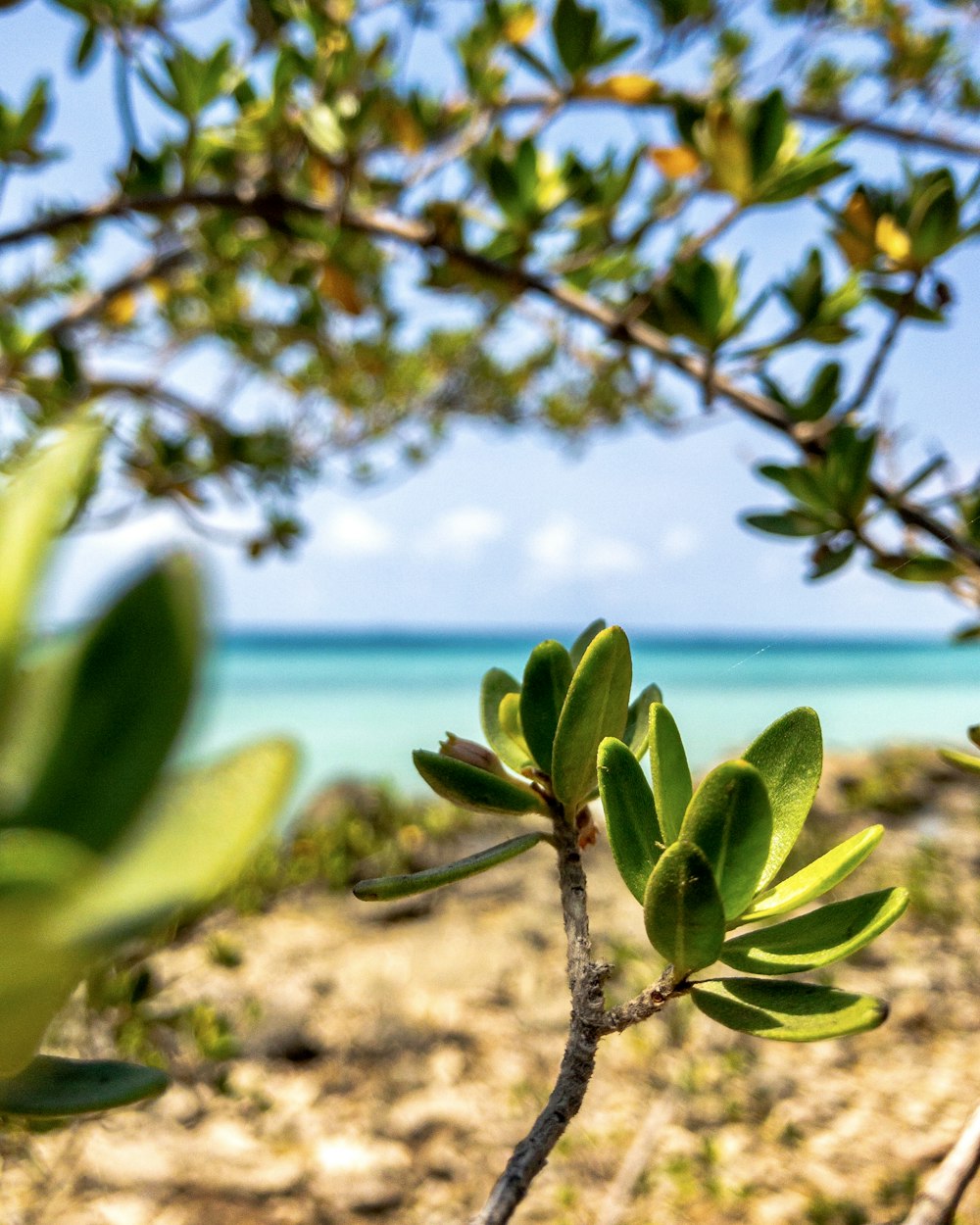 green leaves on brown tree branch during daytime