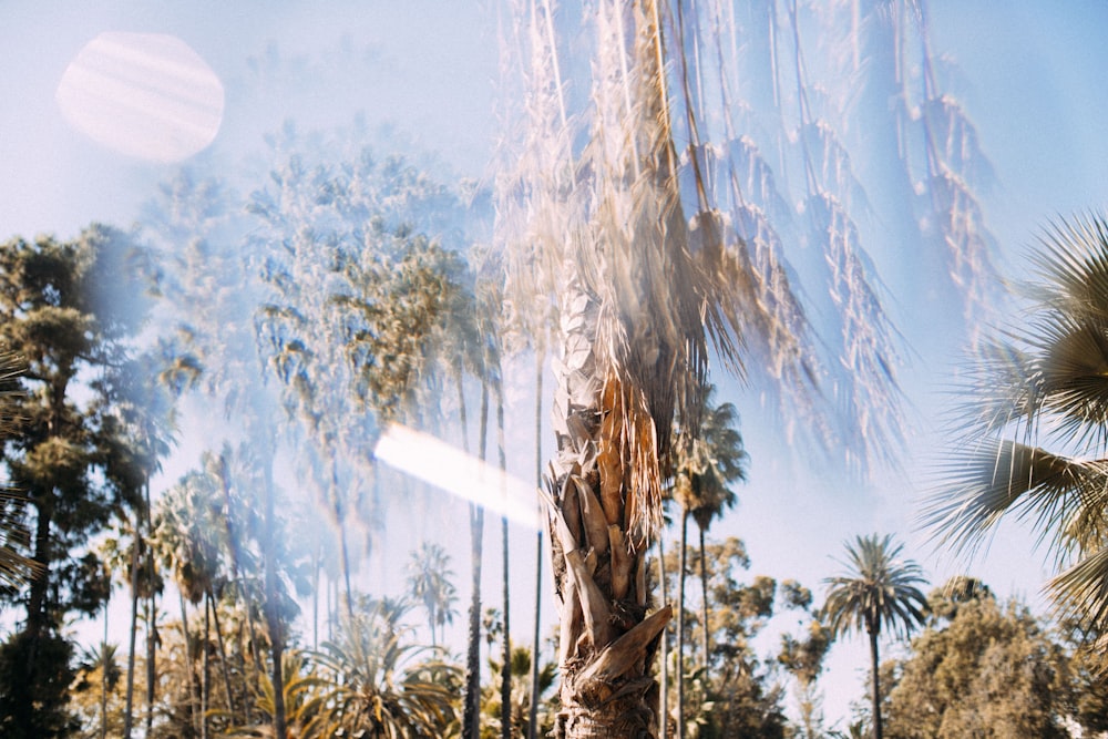 green palm trees under blue sky during daytime