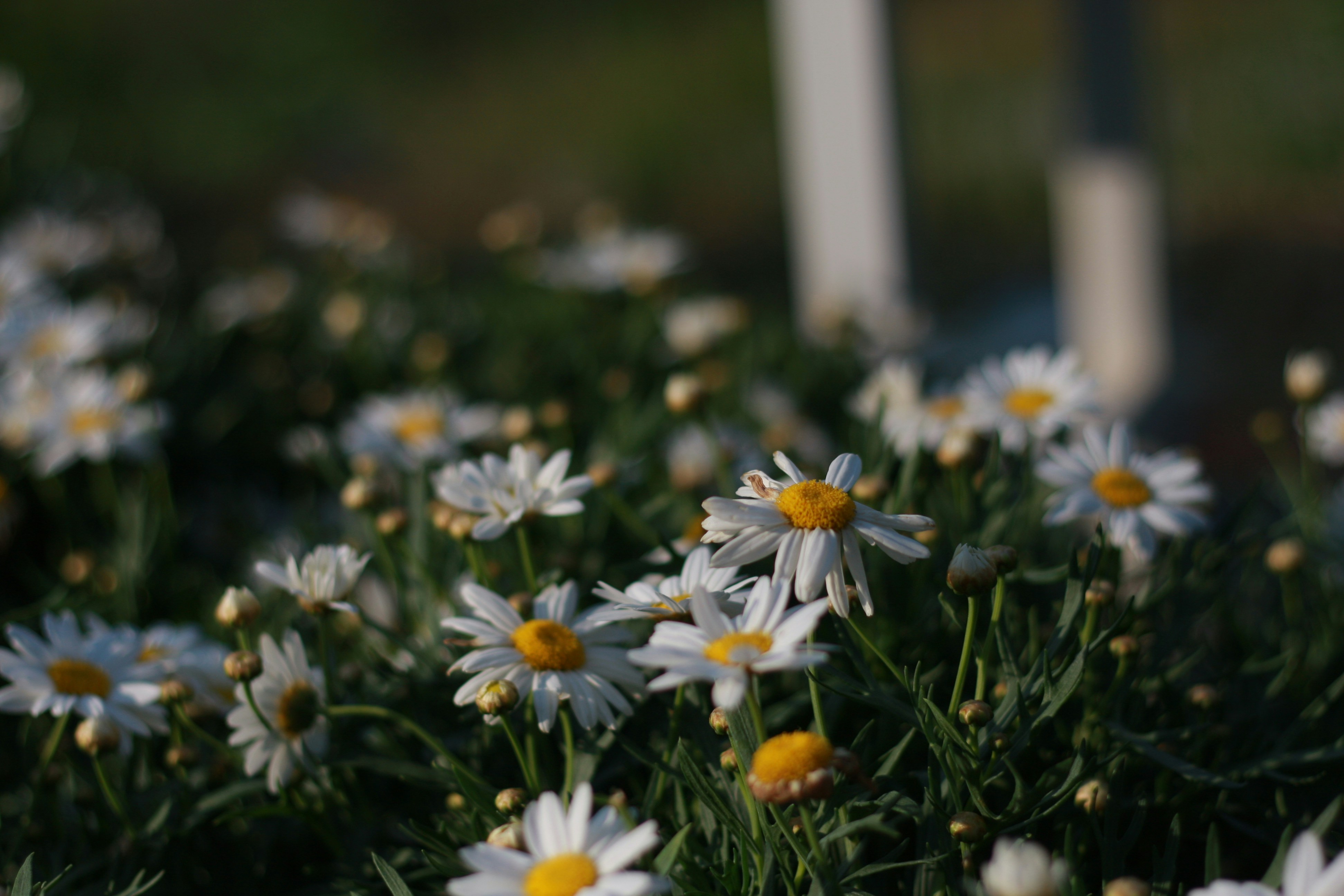 white and yellow daisy flowers