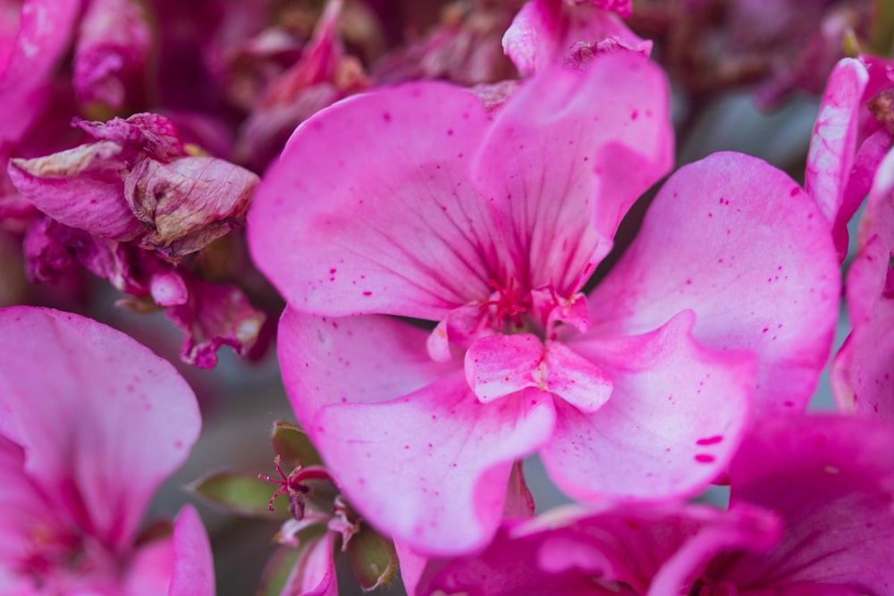 pink flower in macro shot