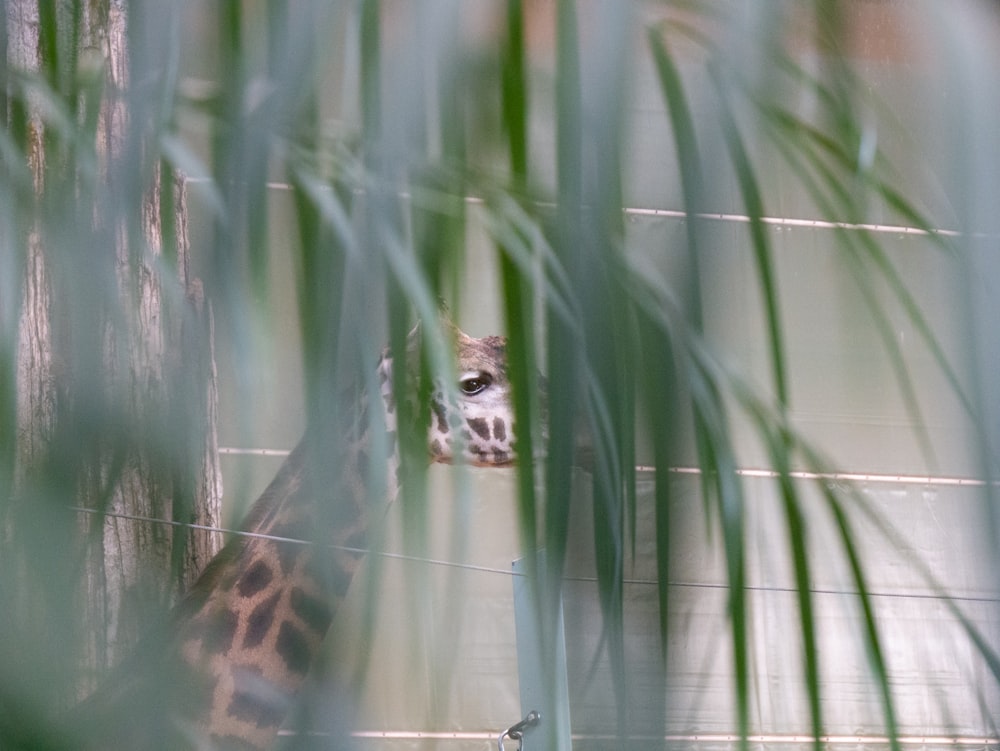 brown and black leopard on green grass during daytime