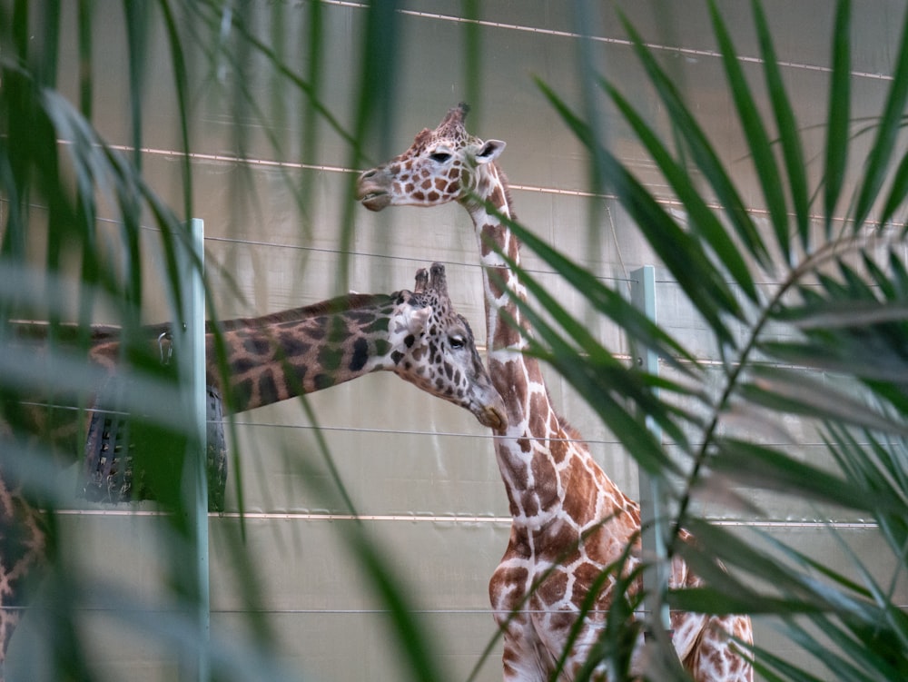 brown and white giraffe on green grass