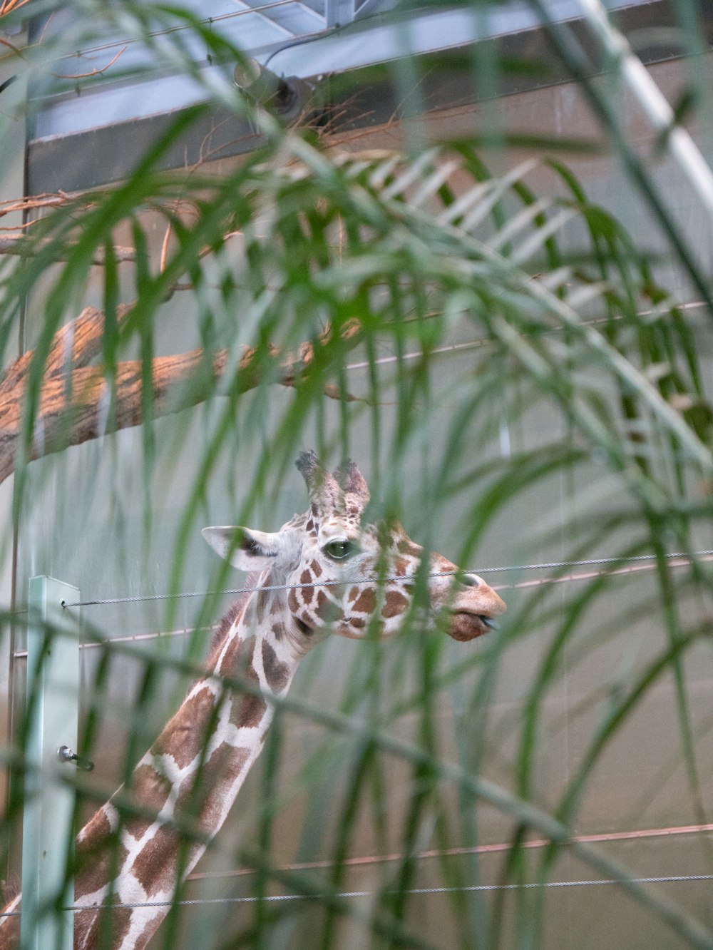 white and black giraffe on green grass