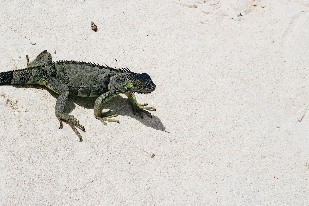 green and black iguana on white sand