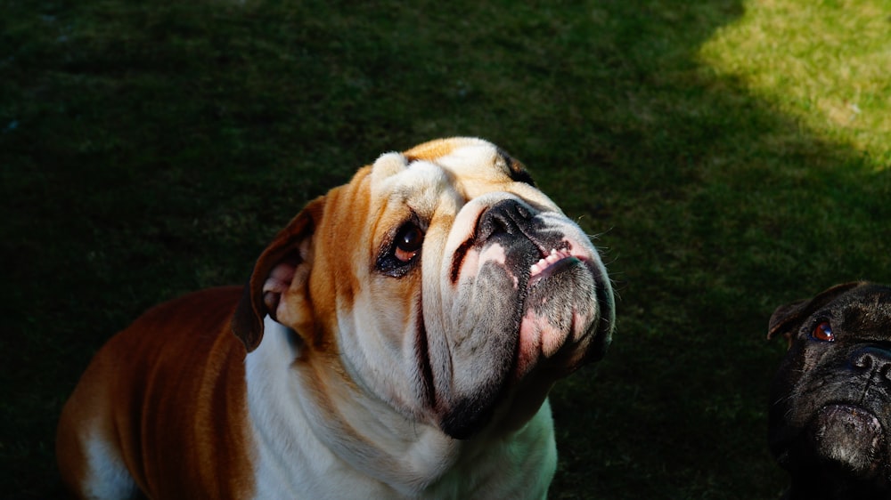 brown and white english bulldog