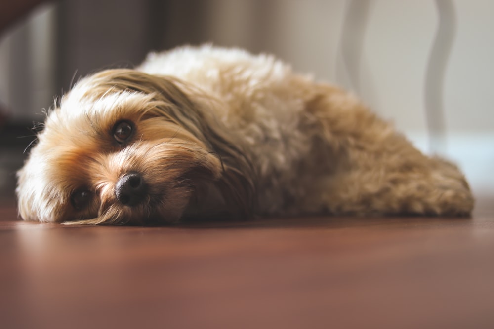 brown and black long coated small dog lying on brown wooden floor