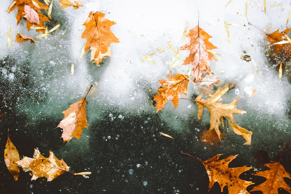 brown maple leaves on glass