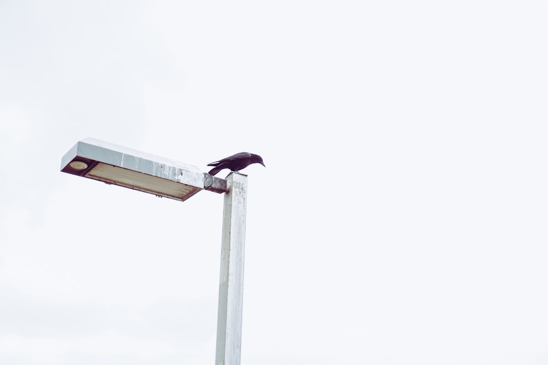 black bird on top of white and gray metal post