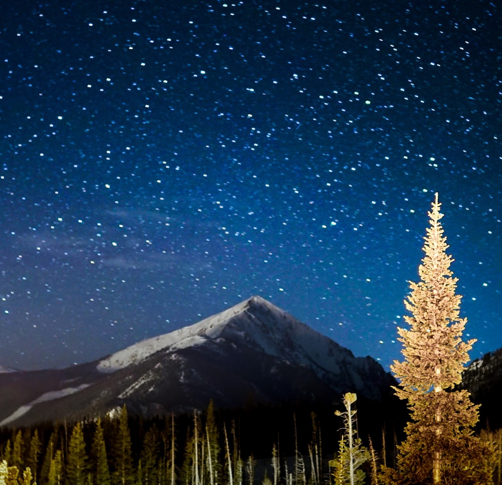 green trees near mountain under blue sky during night time