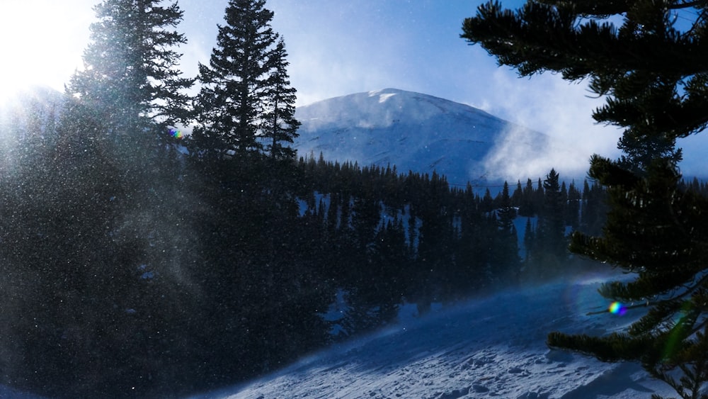 green pine trees on snow covered ground