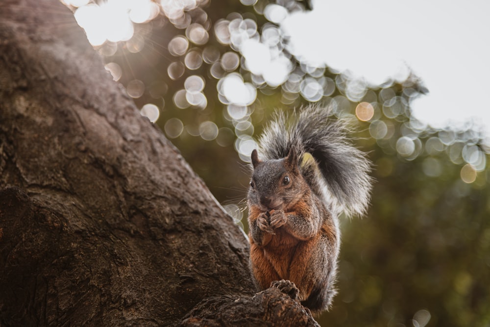 brown and white squirrel on brown tree branch during daytime