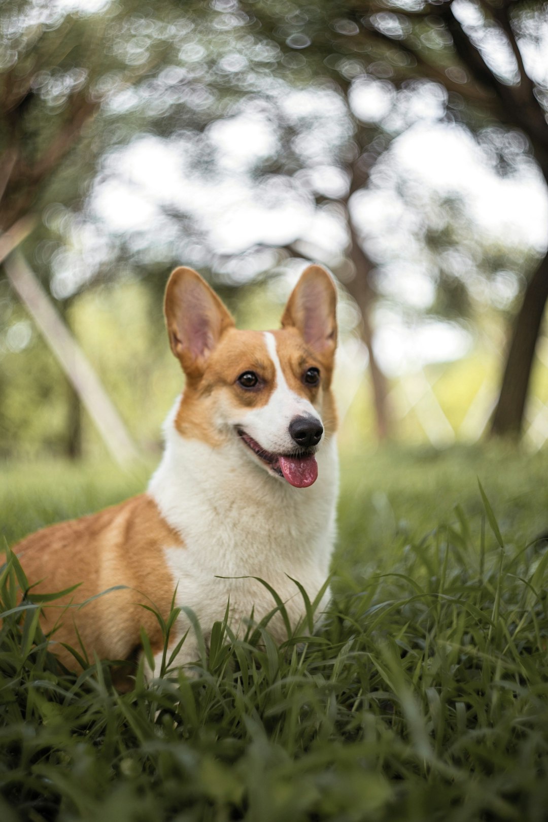 brown and white corgi on green grass during daytime