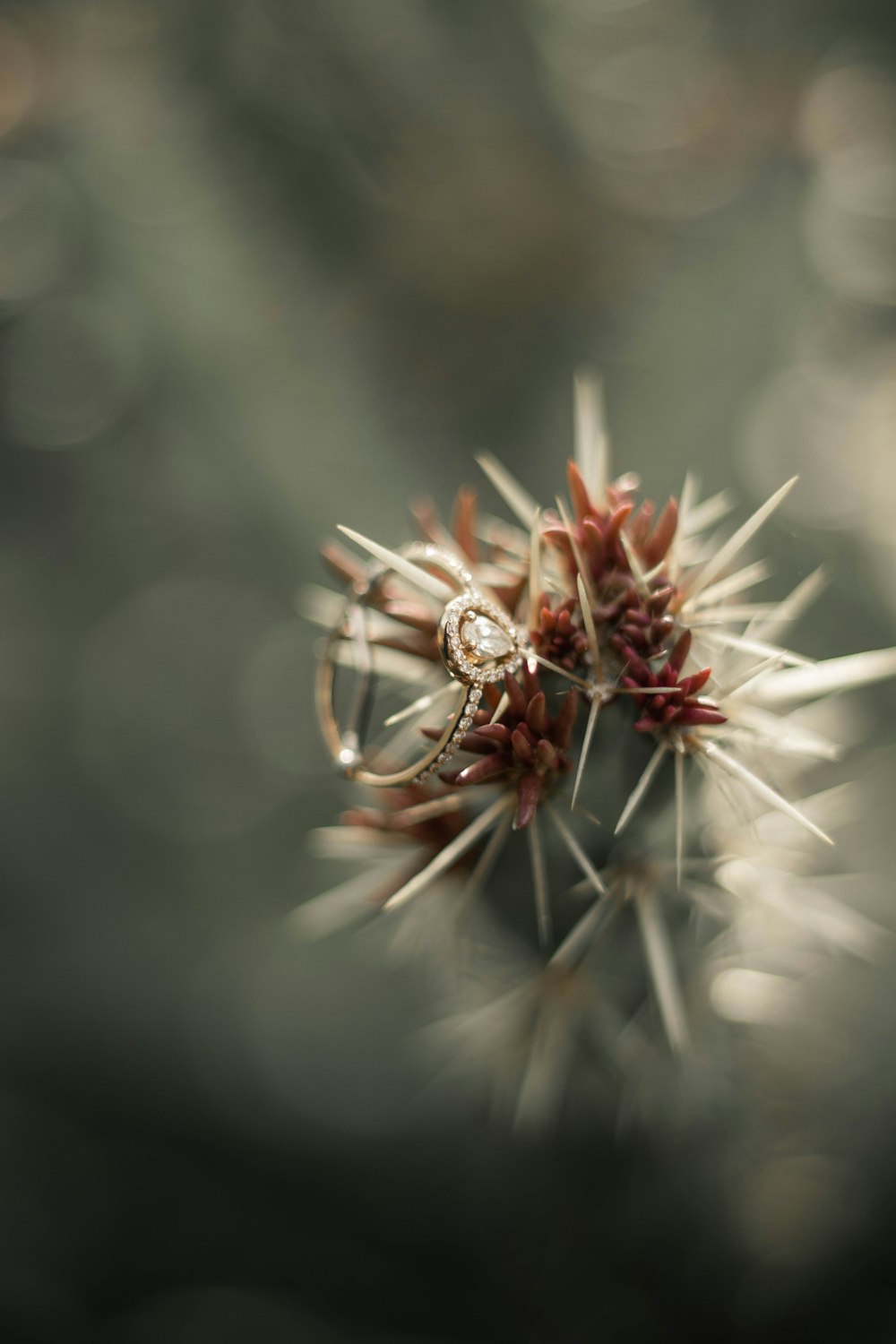 brown and white plant in close up photography