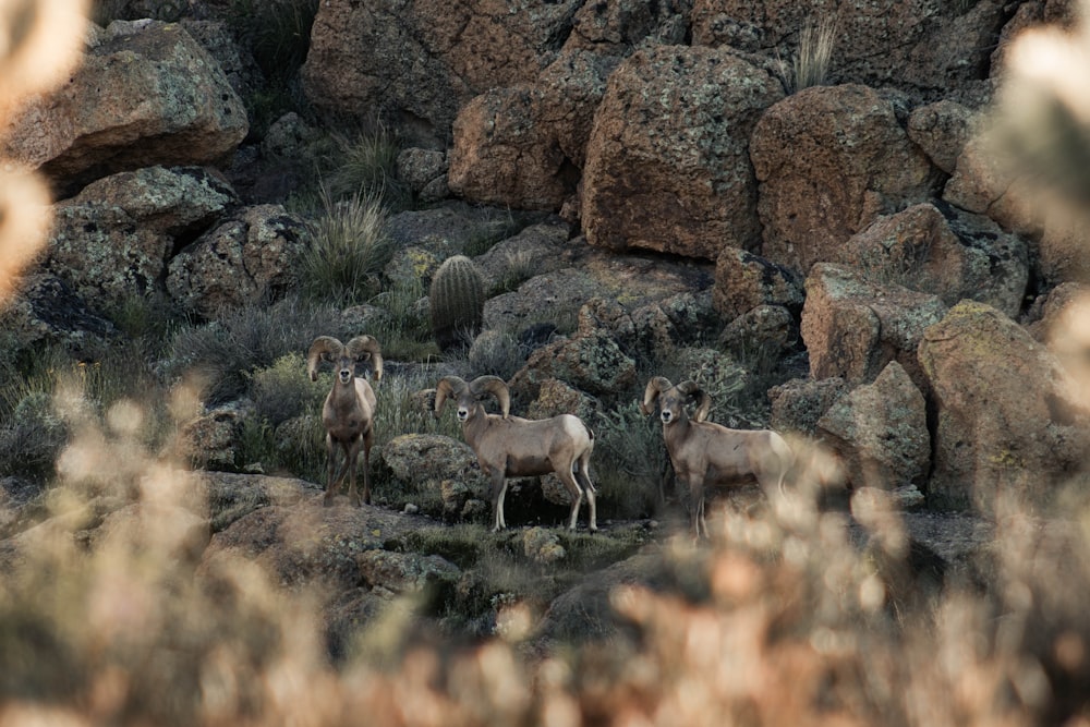 herd of sheep on brown rock during daytime