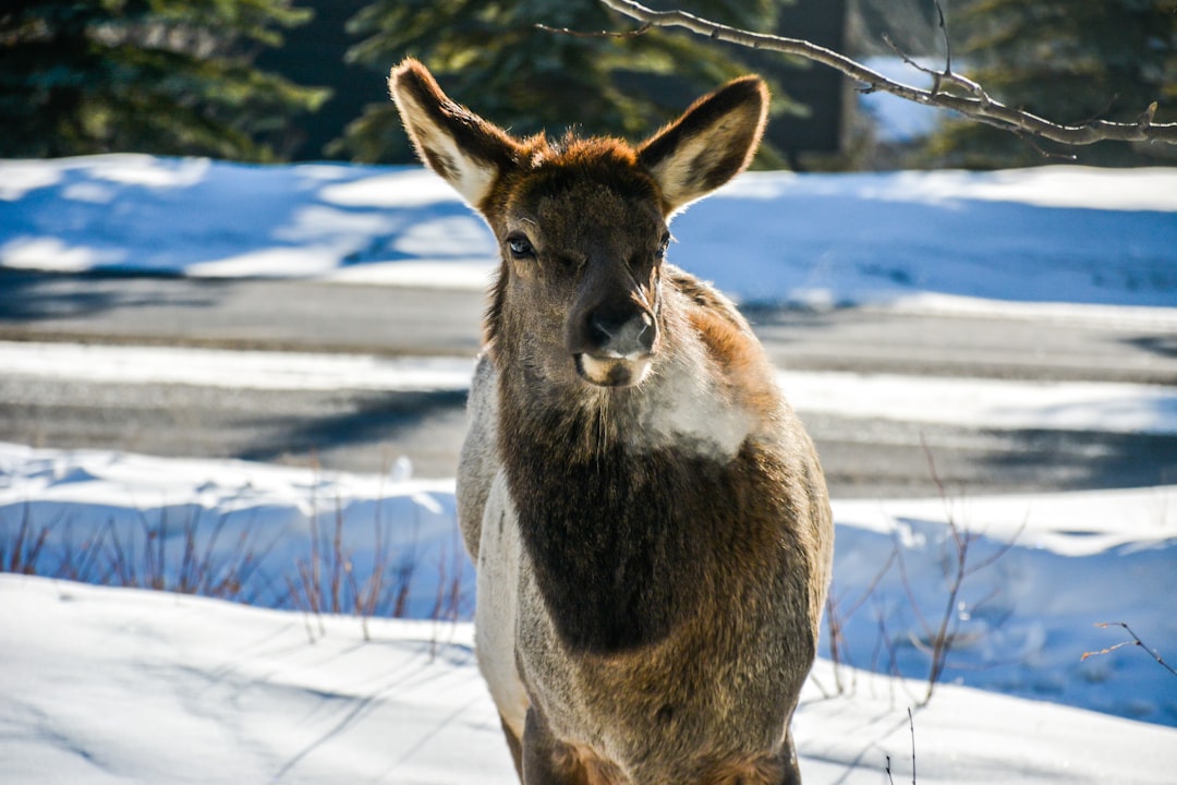 Wildlife photo spot Canmore Lake Louise