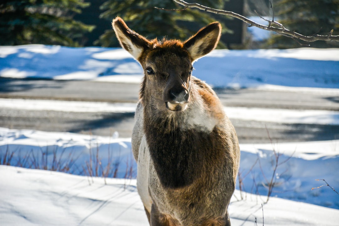 Wildlife photo spot Canmore Banff