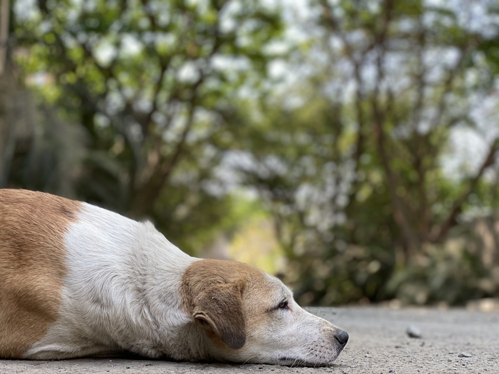 white and brown short coated dog lying on gray concrete floor during daytime
