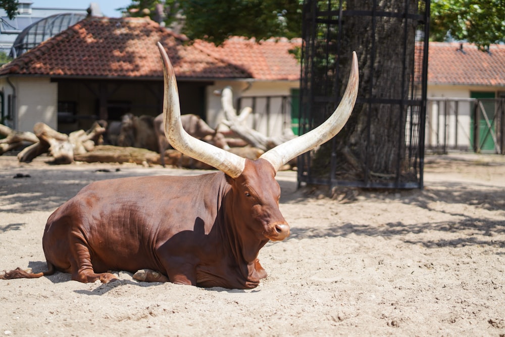 brown cow on white sand during daytime