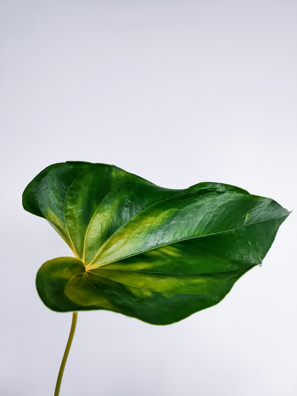 green leaves on white background