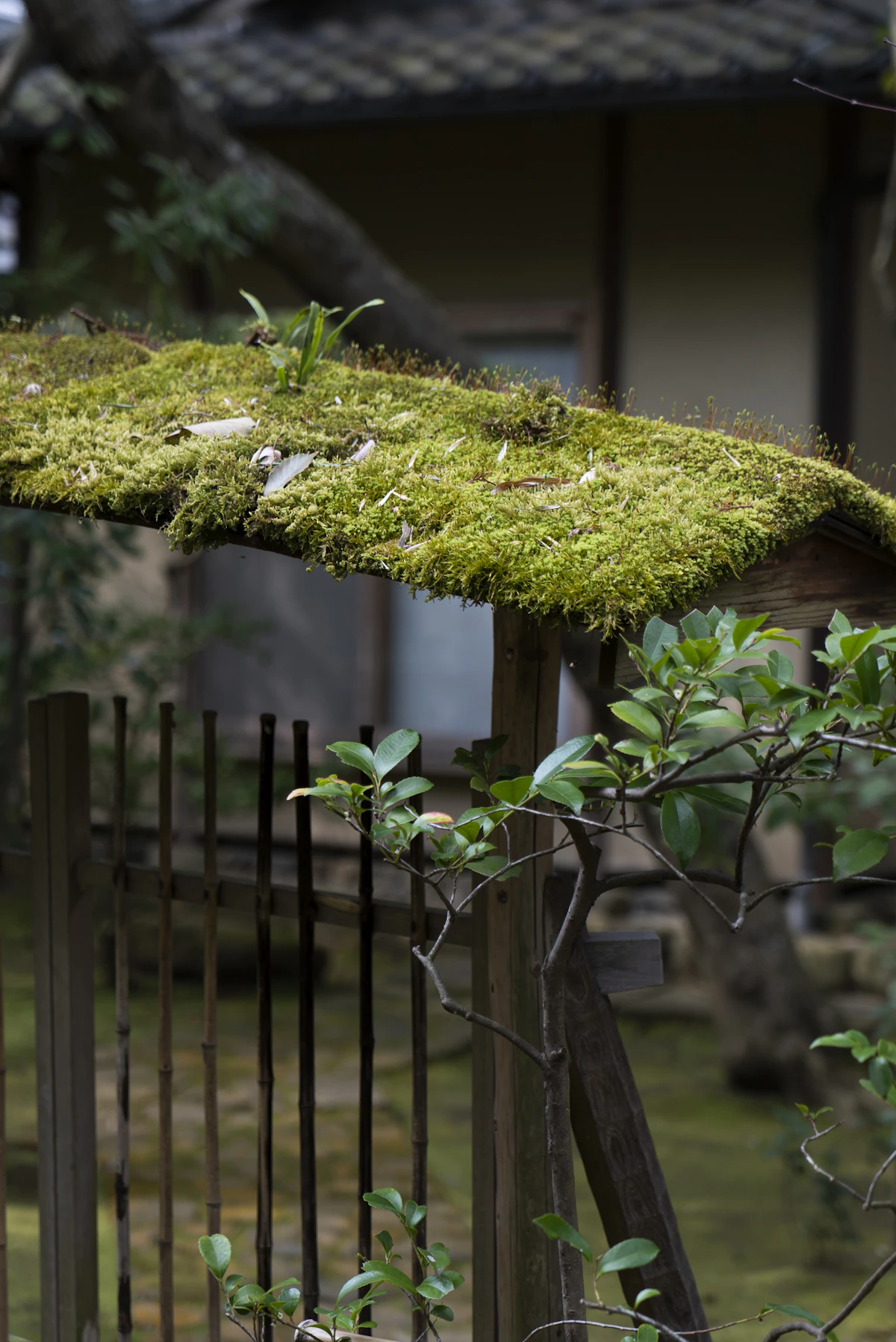 苔むした屋根と竹垣に囲まれた境内の入口
