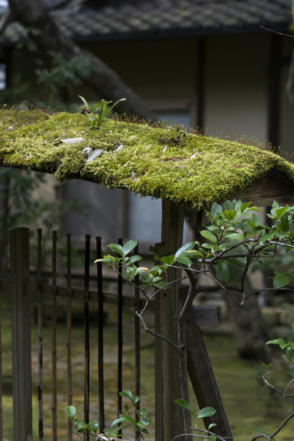 green plant on brown wooden fence