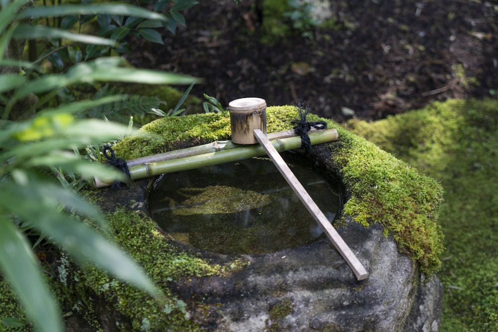 black and white water hose on green moss