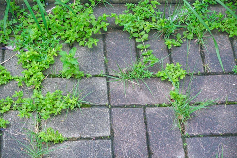 Weed Spraying Cardiff