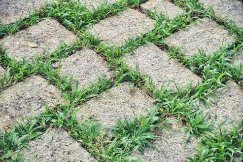 professional weed control saves money