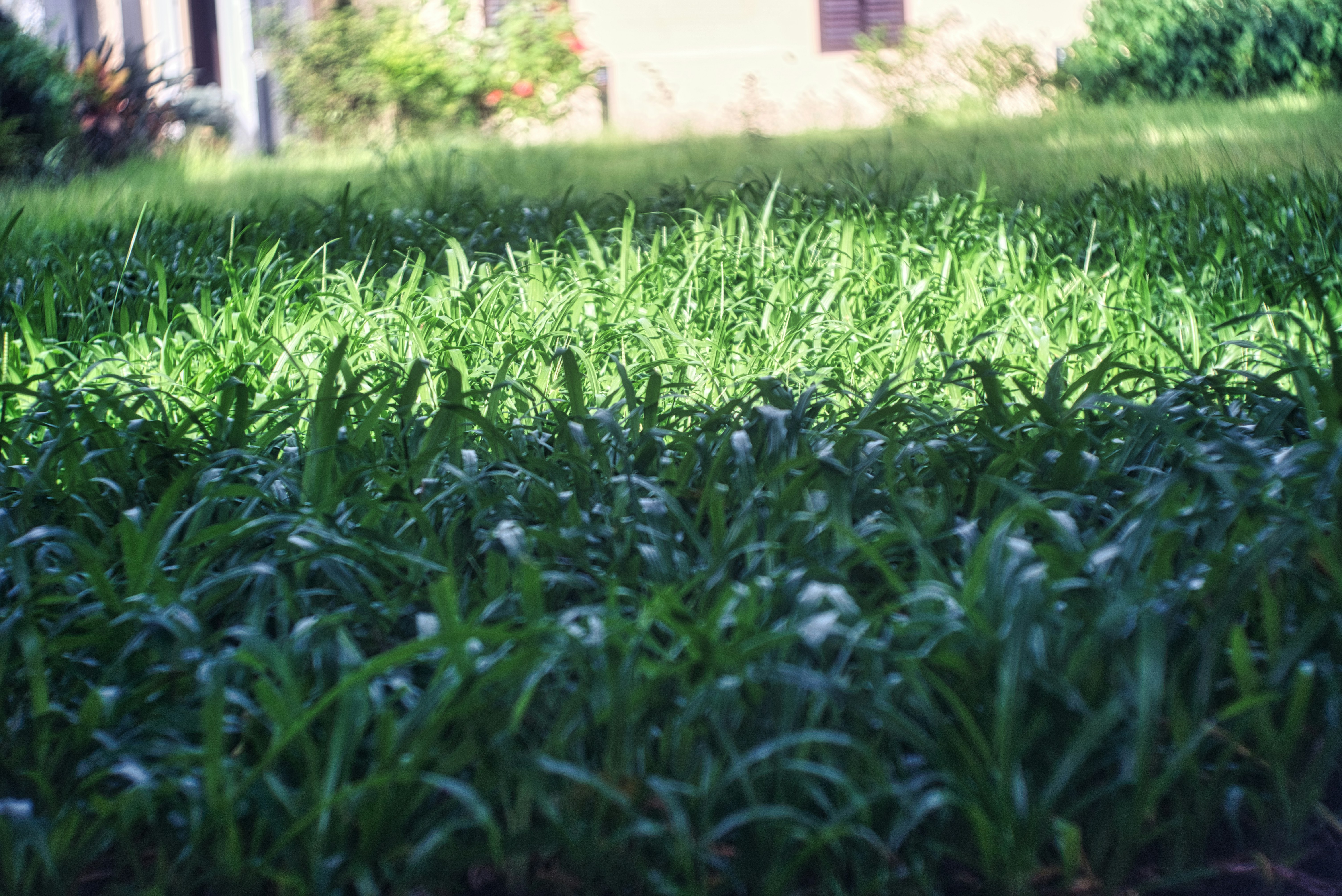 Lawn fertilizer and weed control application