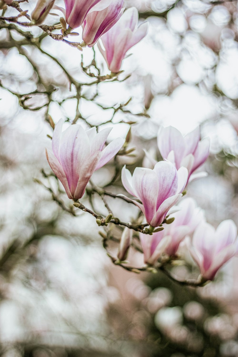 pink and white flower in tilt shift lens