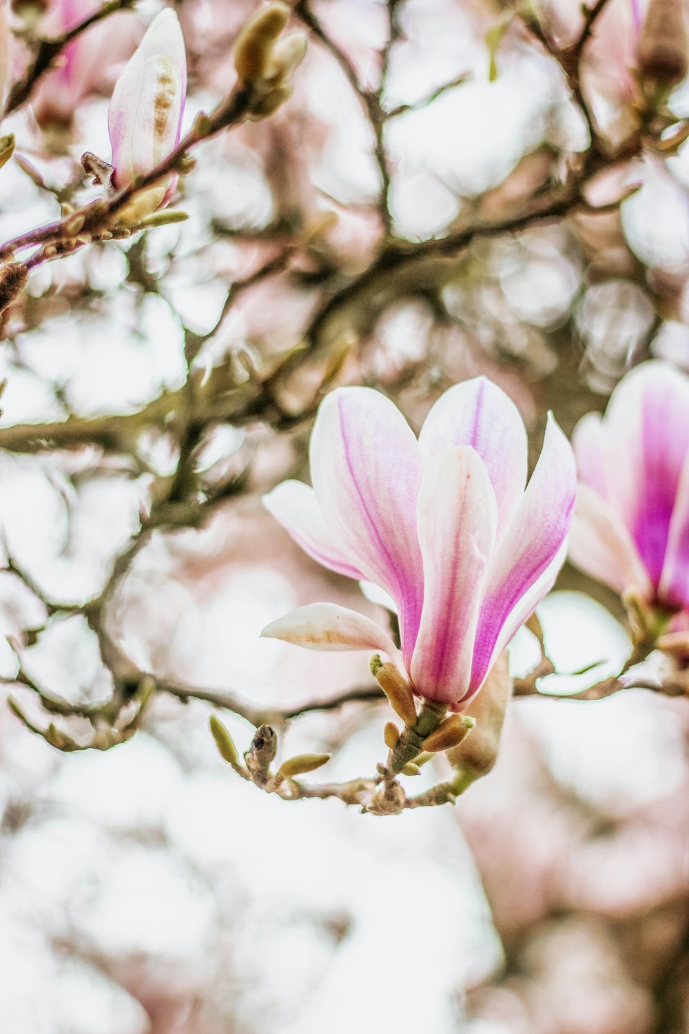 pink and white flower in tilt shift lens