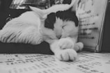 A black and white image of a cat peacefully sleeping with its eyes closed and paws outstretched. The cat is resting beside a menu or printed sheet with text in various languages visible. The surrounding gives a cozy and serene atmosphere.