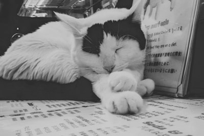 A black and white image of a cat peacefully sleeping with its eyes closed and paws outstretched. The cat is resting beside a menu or printed sheet with text in various languages visible. The surrounding gives a cozy and serene atmosphere.