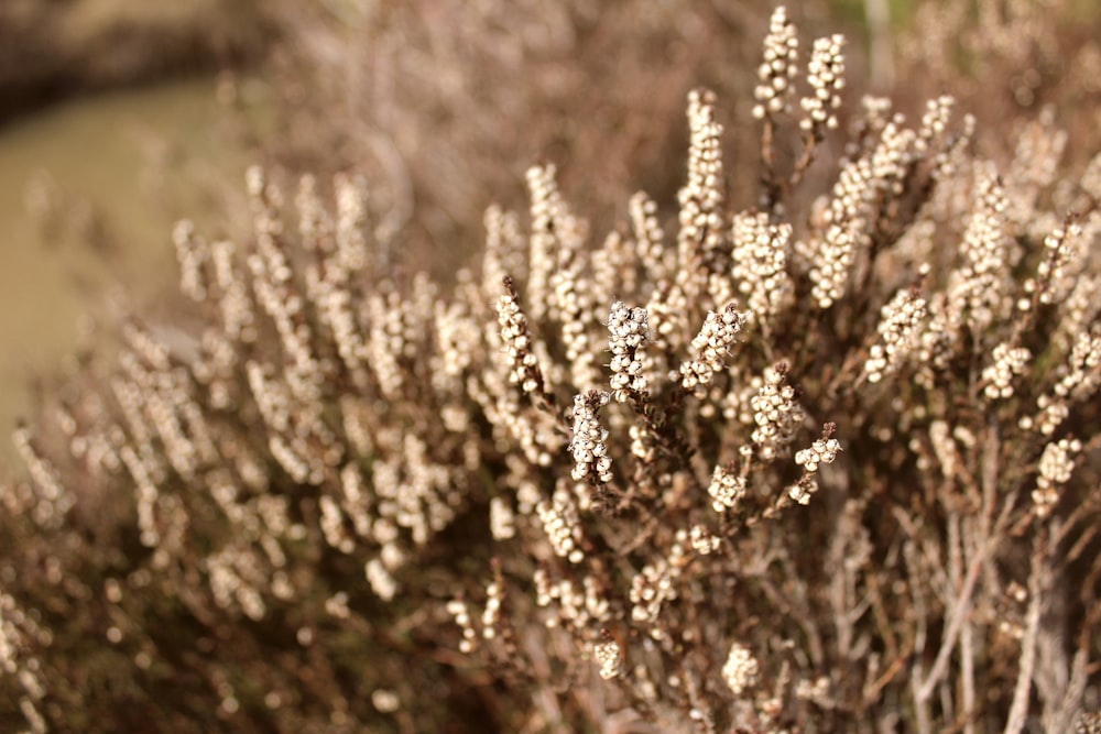 white flowers in tilt shift lens