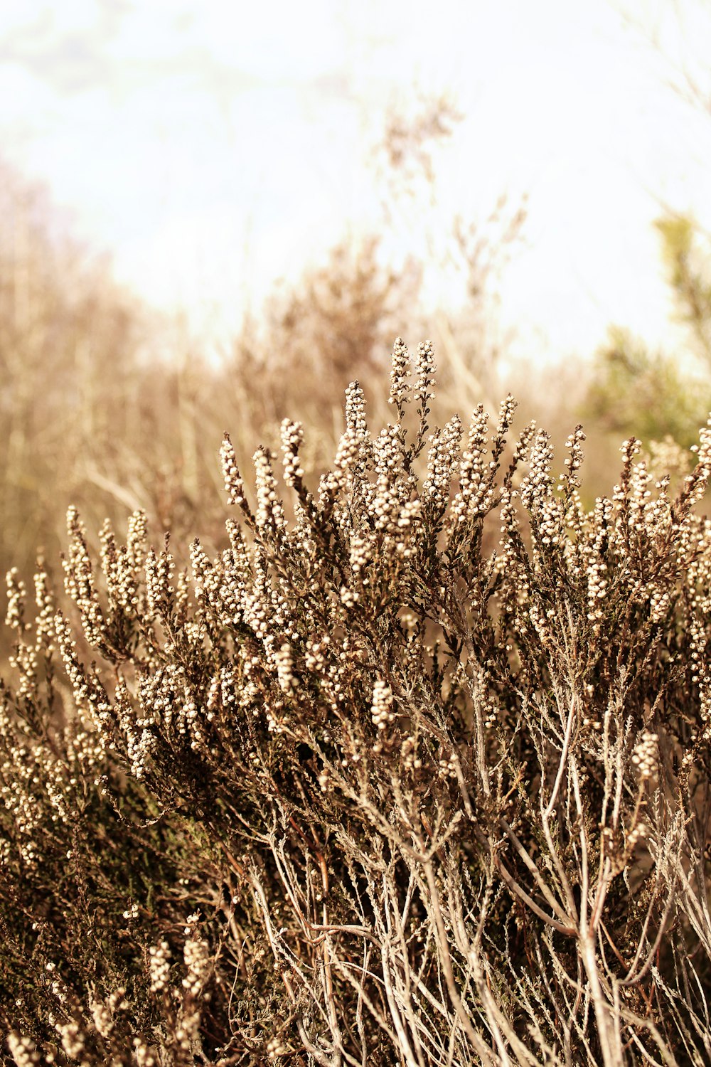 brown grass field during daytime